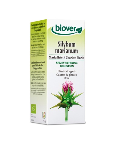 Silybum marianum