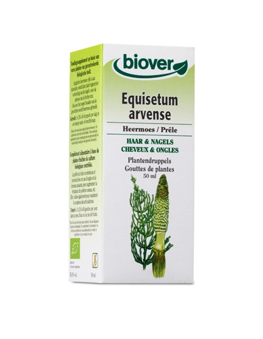 Equisetum arvense